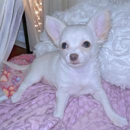 Chihuahua Puppies from Petite Pups LLC