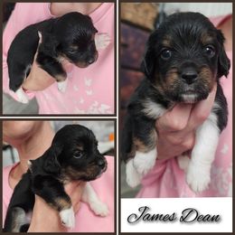 James Dean - Tri-color male Double Doodle puppy in Prescott Valley, Arizona from Ramirez Family Doodles