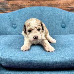 Ava - Chocolate merle female Bernedoodle puppy in Lancaster, Missouri from Cavapoo Acres