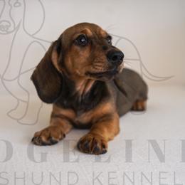FIFA - Red male Dachshund puppy in Temecula, California from Naomi Magee's Dachshund Kennel