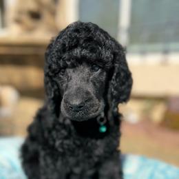 Elo - Black female Poodle puppy in Hesperia, California from Whitesock Standard Poodles