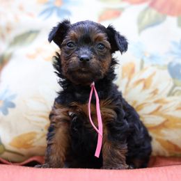 Pink Collar : Sadie - Black and gold female Yorkipoo puppy in Augusta, West Virginia from Cricket Hollow Canines