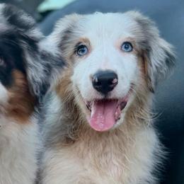 Boots - Blue merle male Miniature American Shepherd puppy in Clinton, Missouri from Mockingbirds American Minis