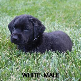 Labrador Retriever Puppies from New Life Labradors