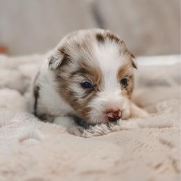 Willow AKC - Red merle female Australian Shepherd puppy in Polk City, Florida from Skaky Shepherds