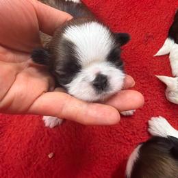 Baby girl - Gold and white female Shih Tzu puppy in Monclova, Ohio from Heritage Toy Poodles & Hallmark Jolei Shih Tzus