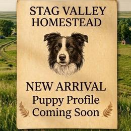 Blue - White and red male Border Collie puppy in Max, Nebraska from Stag Valley Homestead
