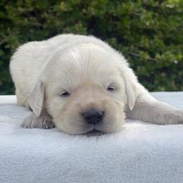 Blue Collar Boy - Light golden male Golden Retriever puppy in Utah from Deseret Peak Goldens