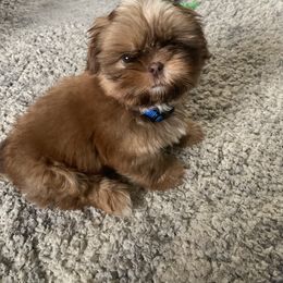 Shih Tzu Puppies from Meihem Pups