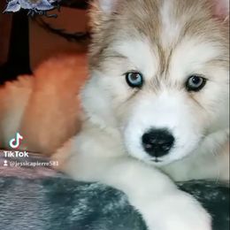 Siberian Husky Puppies from Blue Moon Siberian Husky Haven