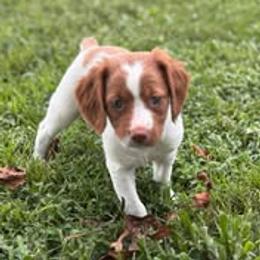 Brittany puppies from HillTop Brittany Kennel