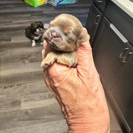 Luke - Blue male Shih Tzu puppy in Kettering, Ohio from LaDawn’s Little Lions