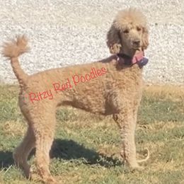 Ritzy - Poodle