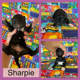 Sharpie - Black female Catahoula Leopard Dog puppy in Forbes, Minnesota from North Country Catahoulas