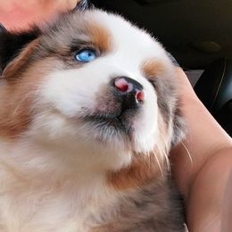 Miniature Australian Shepherd Puppies from AussiesRus