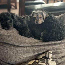 Double Doodle and Yorkipoo Puppies from Bella Dreamss LLC