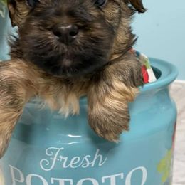 Shihpoos from Steps Preppy Pups