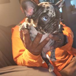 French Bulldog Puppies from French Bulldog