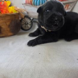 Brown Collar Male - Black male German Shepherd puppy in Cadet, Missouri from Working Valley Shepherds