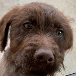 Wirehaired Pointing Griffon Puppies from Harmony Hills Griffons