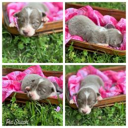 Lilac- rough- 1850 - Lilac female Border Collie puppy in Nashville, Arkansas from Whisenhunt Farms