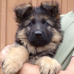 German Shepherds from Von Tief