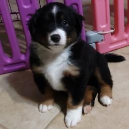 Otis - Black tri male Miniature Australian Shepherd puppy in Charlotte, North Carolina from Dave's Mini Aussies