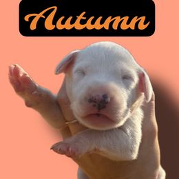 Autumn - White and lemon female Dalmatian puppy in Bremen, Georgia from Clark’s Dalmatians