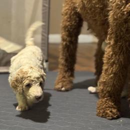 Bernedoodle and Double Doodle Puppies from ETX Dandy Doodle