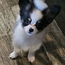 Puppy 3 (Bran) - White black and tan Papillon puppy in Little Rock, Arkansas from Fabulis Toys (Chinese Crested, Papillons, Chihuahuas)