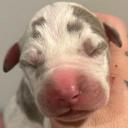 Colton - Harlequin male Great Dane puppy in Hutchinson, Kansas from Dappled Danes