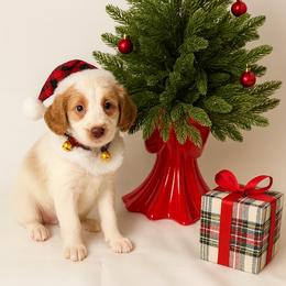 Peppermint - Cream female Australian Labradoodle puppy in Walnut Creek, California from Pawfect Doodles