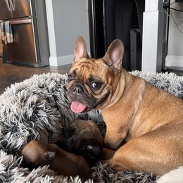 French Bulldog Puppies from Rockstar Kennel