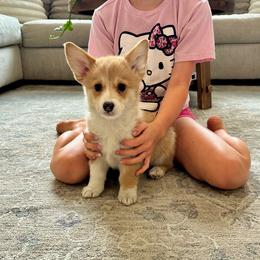 Daphne (Honey) - Red female Pembroke Welsh Corgi puppy in Urbana, Ohio from Edgewood Farm and Kennel