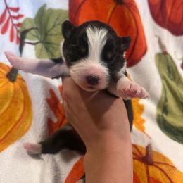 Poise - Black tri-color female Australian Shepherd puppy in Mcmillan, Michigan from Hall-N-Auss Australian shepherds