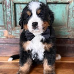 Black collar - Black rust and white male Bernese Mountain Dog puppy in Altura, Minnesota from Bluffside Berners