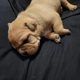 Bulldog Puppies from Hippo's Bullies