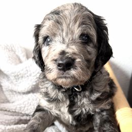 Chase - Merle male Goldendoodle puppy in Fairwood, Washington from Goldendoodles on the Prairie
