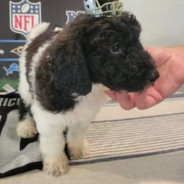 Labradoodle Puppies from Pawpaws Doodles