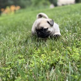 Pug Puppies from Vaubel Country Pugs