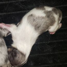 Dior - Blue merle male Pomeranian puppy in Weatherford, Texas from Jeweled Poms