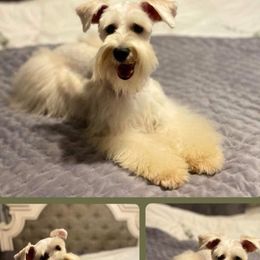 Miniature Schnauzers from Honeys miniature schnauzers