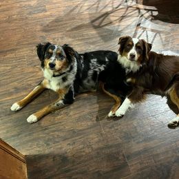 Miniature Australian Shepherd and Toy Australian Shepherd All Grown Up from Rolling Ridge Farms