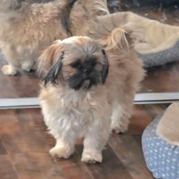 Julz - Shih Tzu