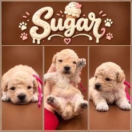 Sugar - Cream female Poodle puppy in Live Oak, Florida from Grams Poodle Babies