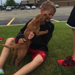 Golden Retriever Puppies from Buschur’s Dream Goldens