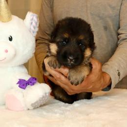 Purple collar - Black and red female German Shepherd puppy in Stockton, California from Zaragoza German Shepherds