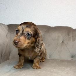 Dallas - Dapple male Dachshund puppy in Aubrey, Texas from Dollhouse Doxies LLC