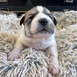 Boy 2 - White and badger male Great Pyrenees puppy in San Diego, California from McCarthy Ranchette LLC