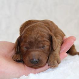 Bridget - Red  female Goldendoodle puppy in Somerset, Ohio from Odyssey Pups